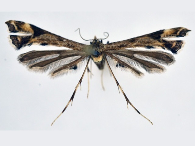 Platyptilia gondarensis